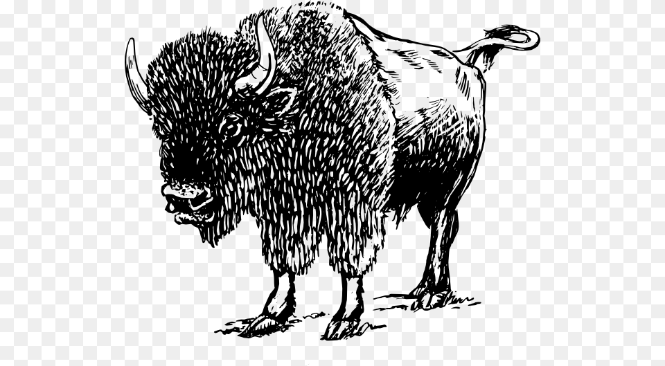 Farm Animals Printables Bison Black And White, Animal, Buffalo, Mammal, Wildlife Png Image