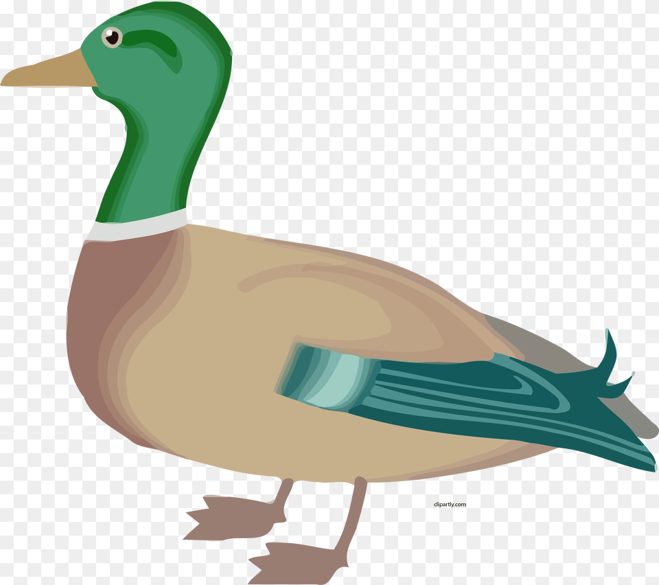 Farm Ducks Clip Art, Animal, Anseriformes, Bird, Waterfowl Free Png Download