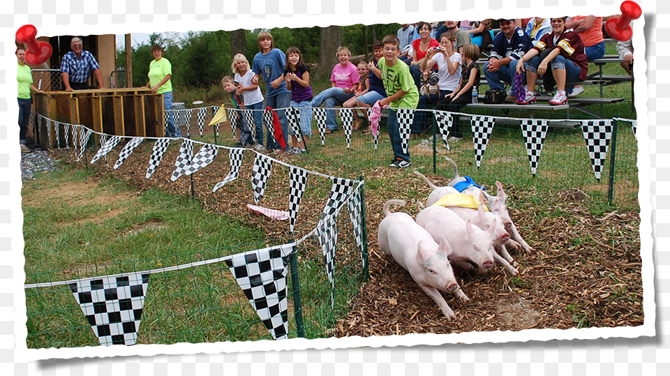 Farm Fence, Animal, Pig, Mammal, Boy Free Png