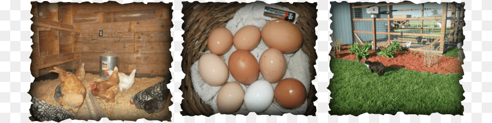 Farm Fresh Eggs Available First Come First Serve 2 Michael Godard, Animal, Poultry, Fowl, Chicken Png