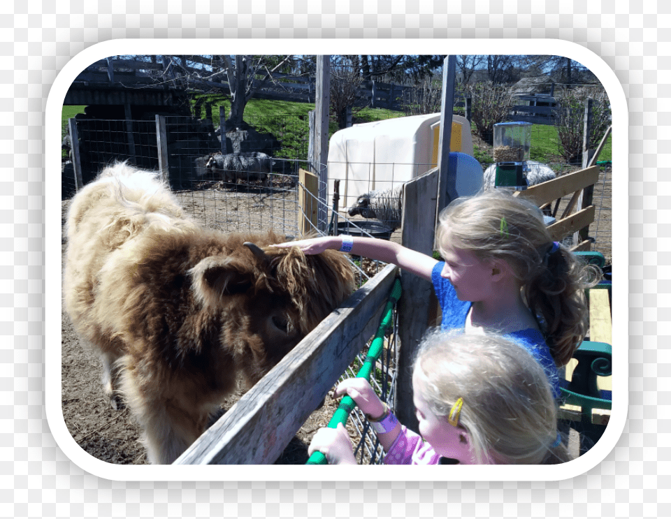 Farm Shetland Pony, Person, Girl, Female, Child Free Transparent Png