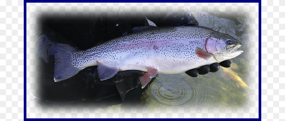 Farm Trout, Animal, Fish, Sea Life Free Png Download