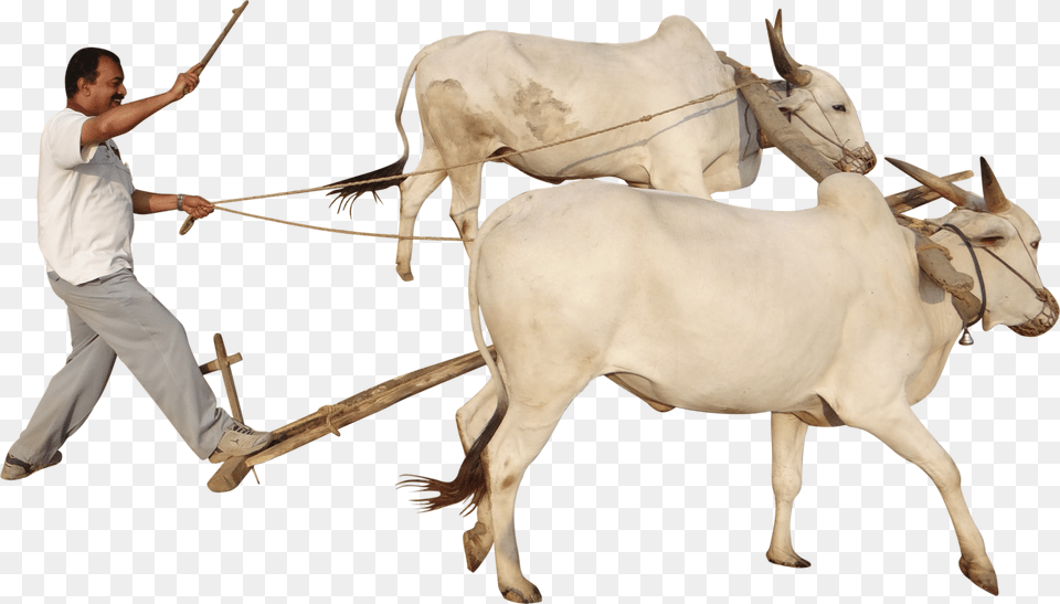 Farmer, Animal, Bull, Cattle, Ox Png Image