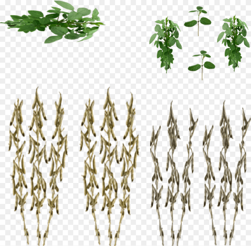 Farming Simulator 17 Soybean Texture Mods, Herbs, Leaf, Plant, Herbal Png