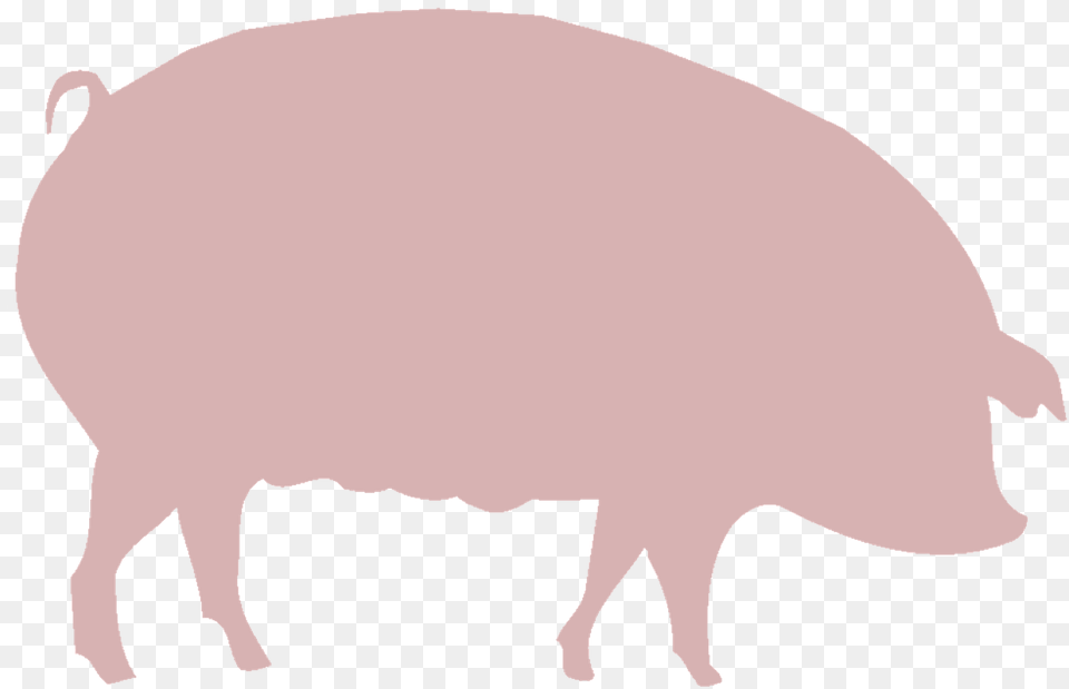 Farminganimals, Animal, Boar, Hog, Mammal Free Png Download