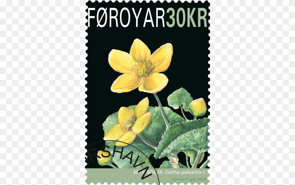 Faroe Islands National Flower, Plant, Petal, Daffodil, Anemone Free Png