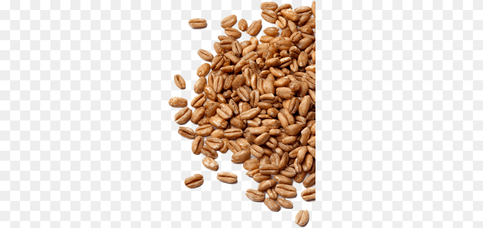 Farro Grain Farro, Food, Produce, Wheat, Nut Png Image