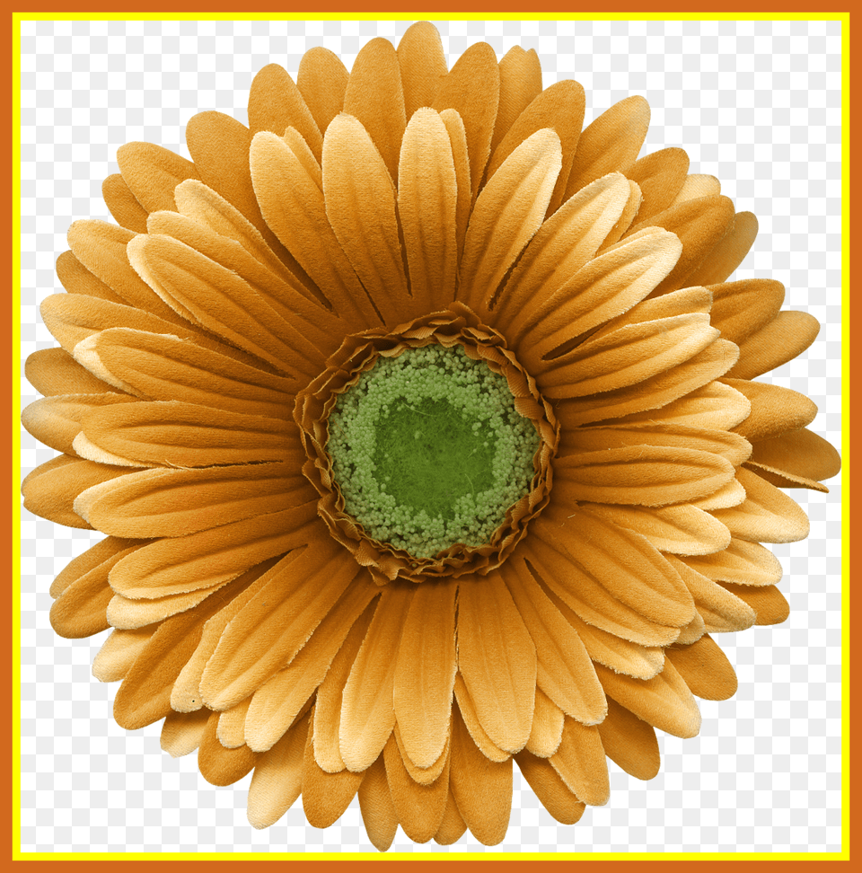 Fascinating Flower Petal Template Flower, Daisy, Plant Png