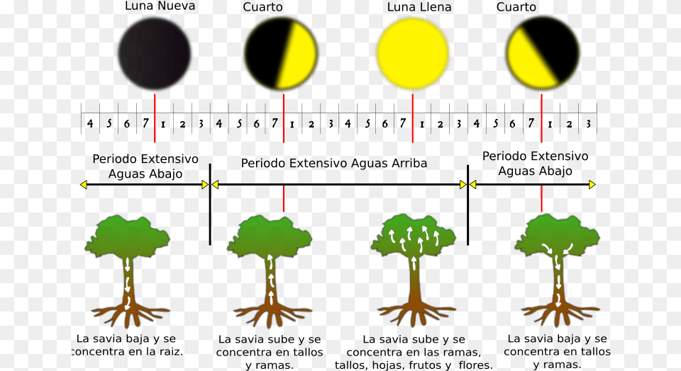 Fases De La Luna Clip Art, Animal, Bird, Nature, Night Free Png Download