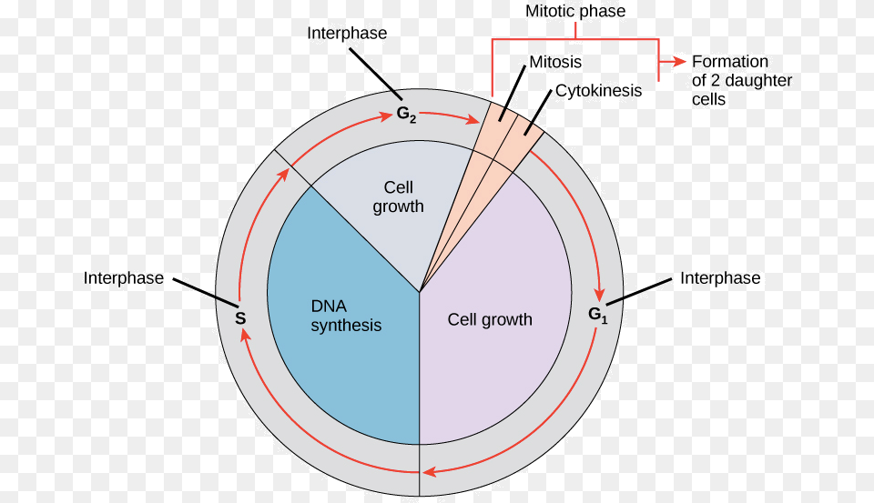 Fases Del Ciclo Celular, Chart Png Image