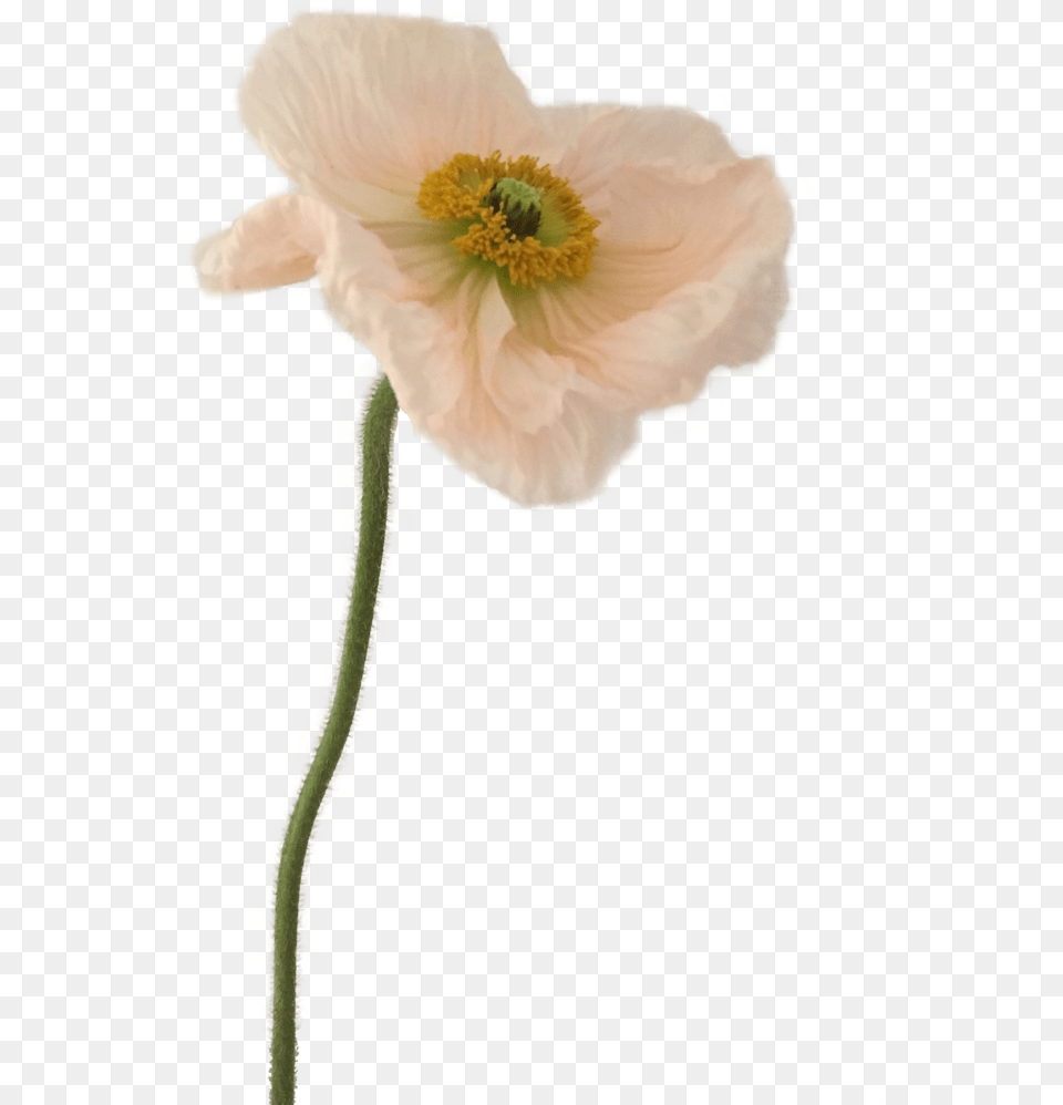 Fast Flower Video Negative Space Arrangement With Poppies White Poppy Transparent, Anemone, Anther, Plant, Petal Png Image