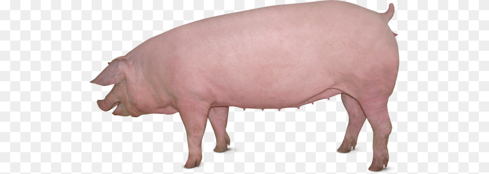 Fast Large White Pig Female, Animal, Boar, Hog, Mammal Png Image