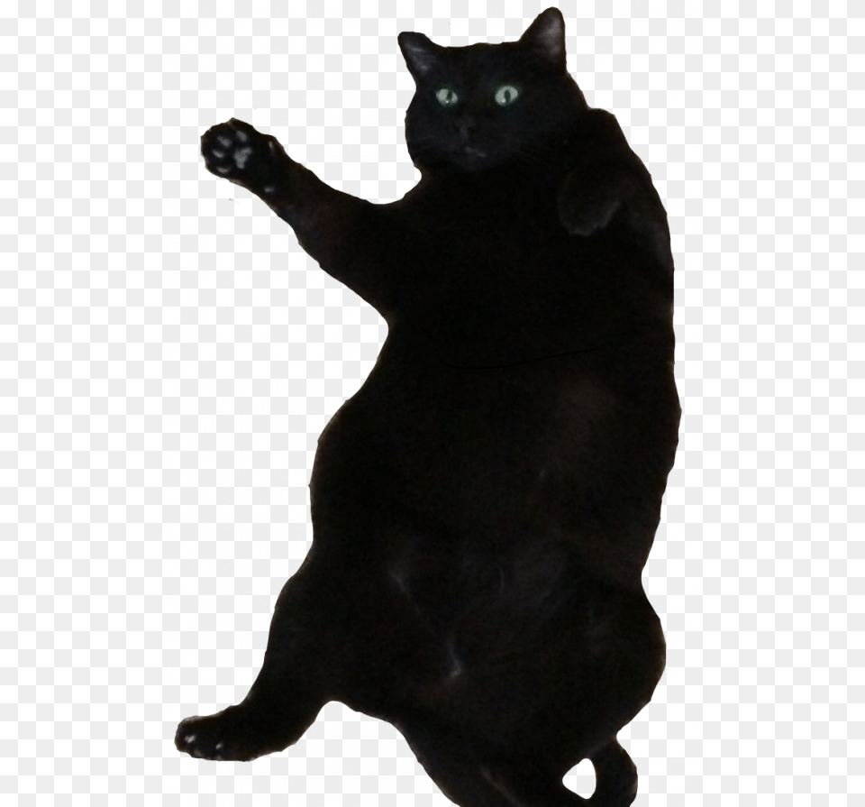 Fat Black Bombay Cat, Animal, Mammal, Pet, Black Cat Png