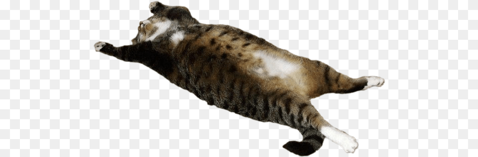 Fat Cat Battle Cats, Animal, Mammal, Manx, Pet Free Transparent Png
