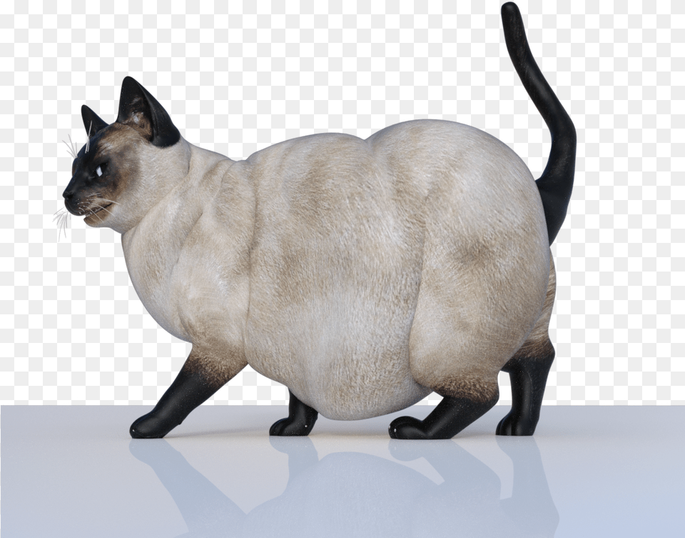 Fat Cat Fat Cats, Animal, Mammal, Pet, Siamese Png Image