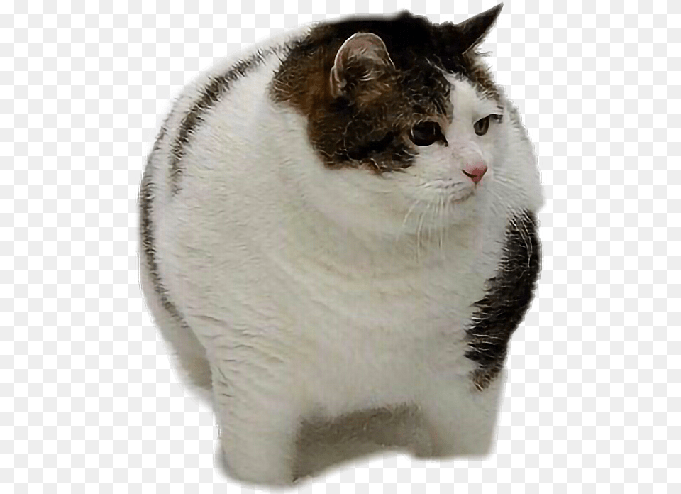 Fat Cat Fatcat Oh Lawd He Comin Cat, Animal, Mammal, Manx, Pet Png Image
