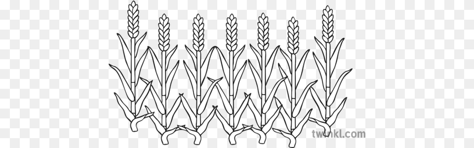 Fat Corn Stalks Black And White 4 Line Art, Grass, Plant, Chandelier, Lamp Free Png Download