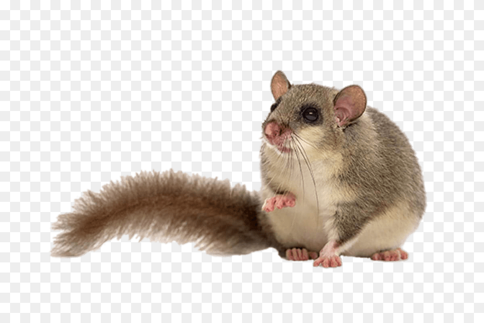 Fat Dormouse, Animal, Mammal, Rat, Rodent Free Png