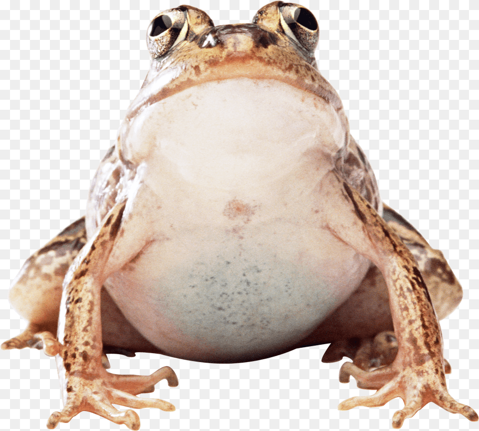 Fat Frog Frog, Amphibian, Animal, Wildlife, Dinosaur Png Image