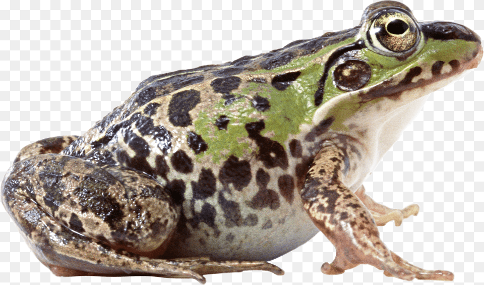 Fat Frog Sideview, Amphibian, Animal, Wildlife, Reptile Png
