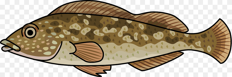 Fat Greenling Fish Clipart, Animal, Cod, Sea Life, Shark Free Png