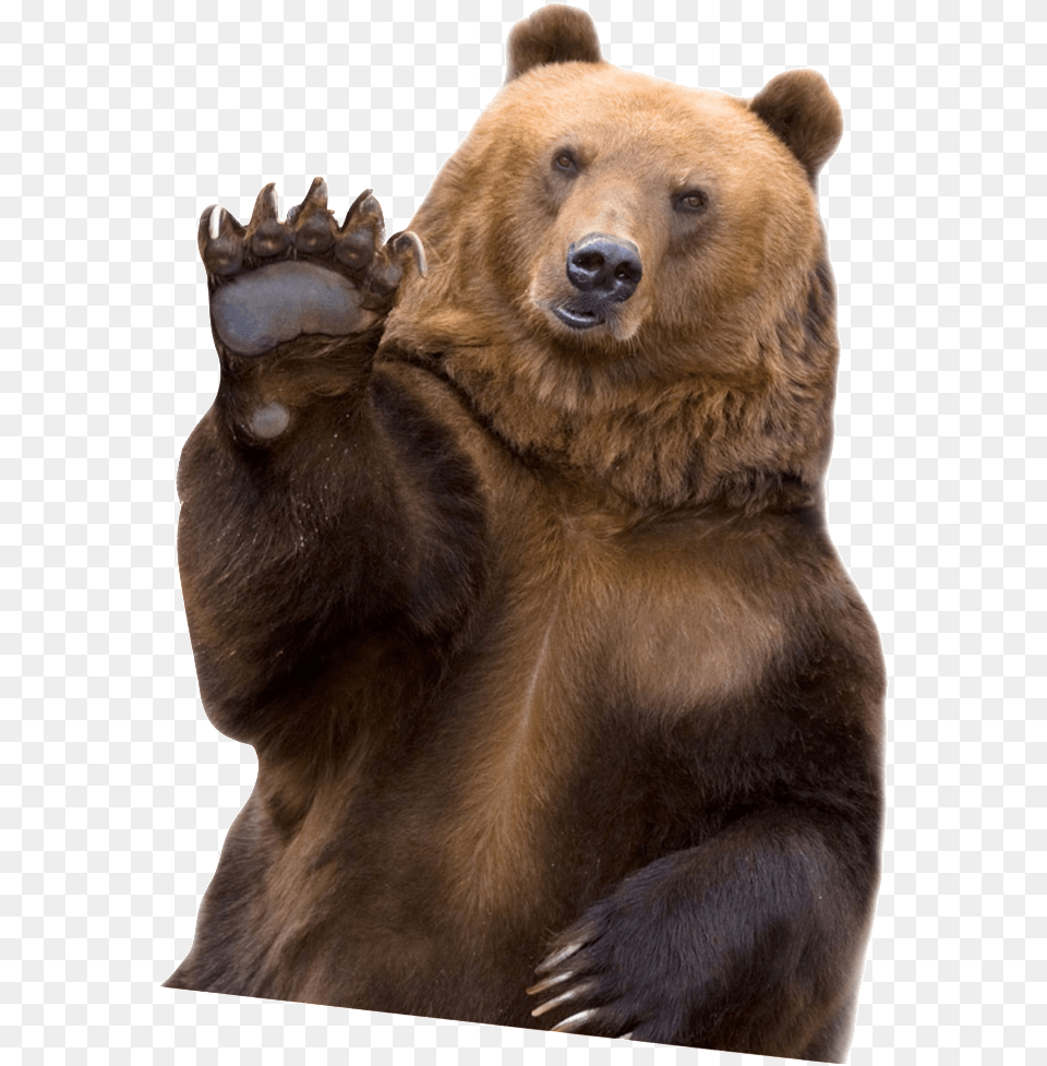 Fat Grizzly Bear, Animal, Mammal, Wildlife, Brown Bear Free Png