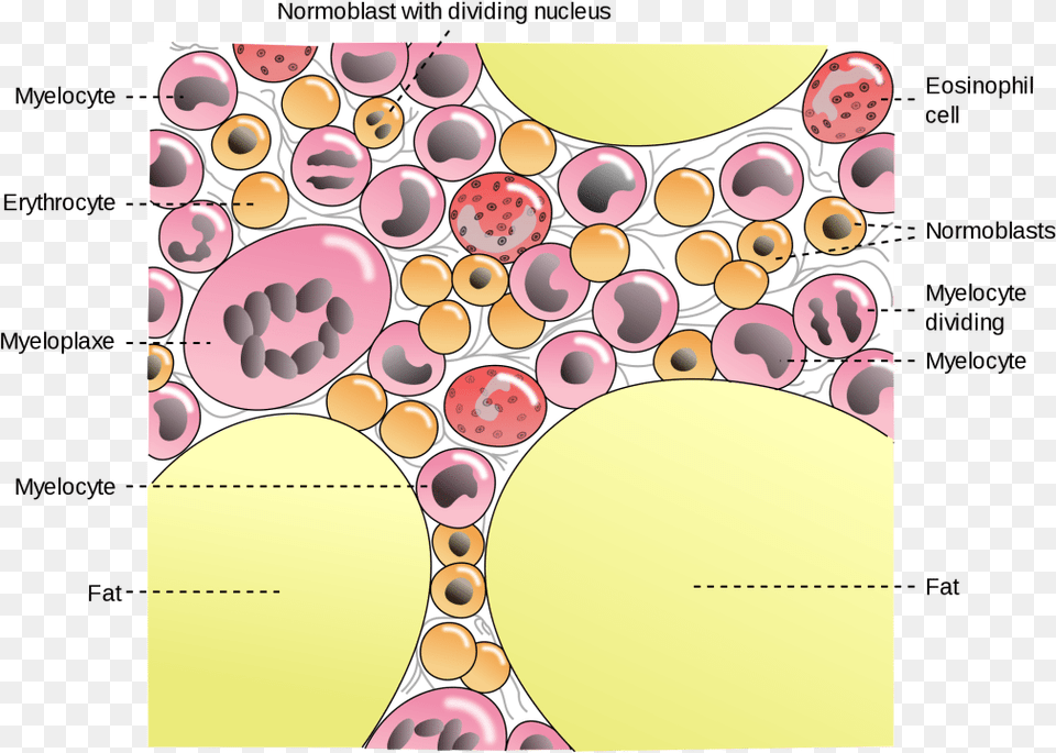 Fat In Bone Marrow, Pattern, Art, Graphics Free Png