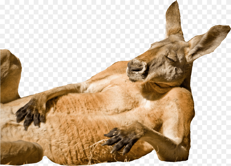 Fat Kangaroo Blank Template Imgflip Animals Chilling, Animal, Mammal Free Png Download