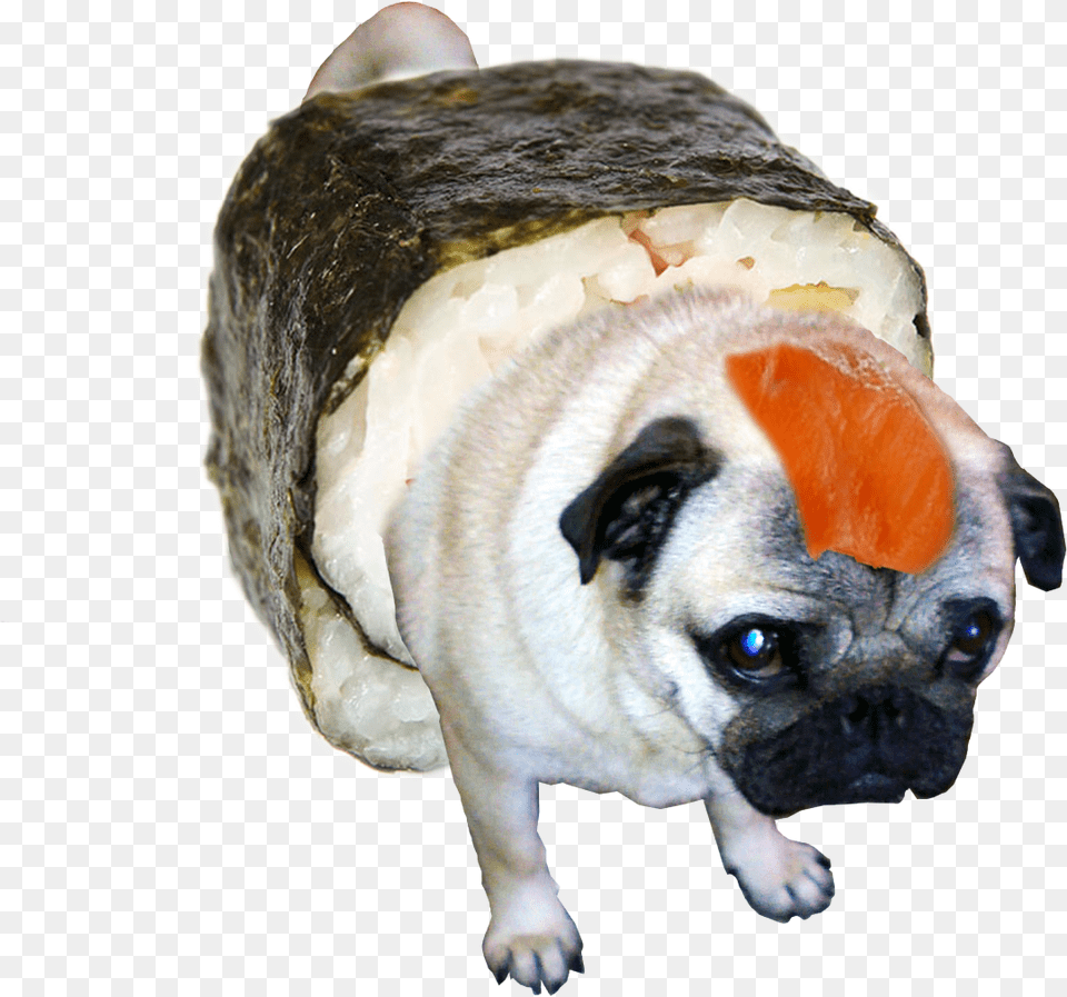 Fat Pug, Animal, Canine, Dog, Mammal Png Image