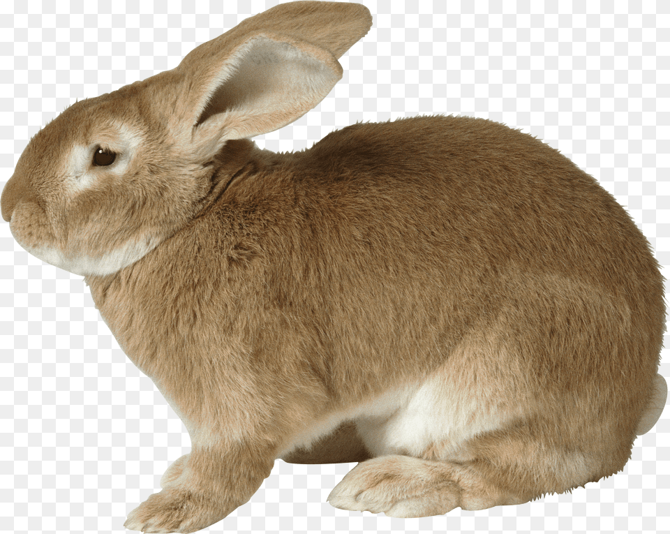 Fat Rabbit, Animal, Mammal, Bear, Wildlife Free Transparent Png