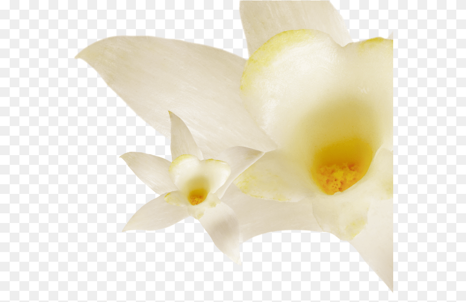 Fat Vanilla, Flower, Plant, Petal, Orchid Png