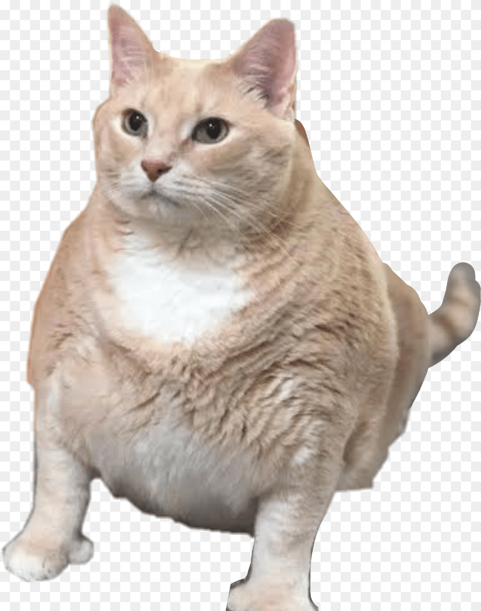 Fatcat Fat Cat Sticker Fatcat Freetoedit Chonk Cat With Thumbs, Animal, Mammal, Pet, Manx Png