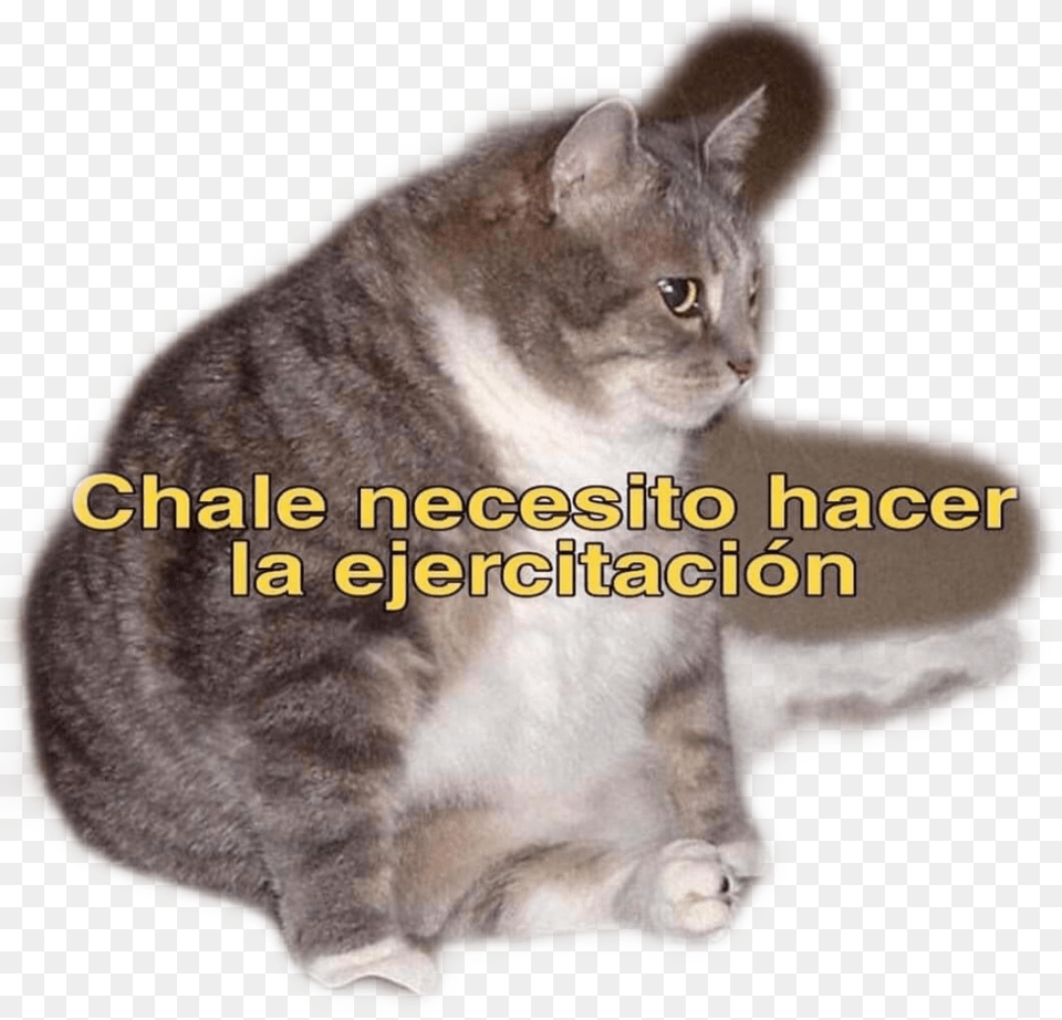 Fatcat Hacer La Ejercitacion Meme, Animal, Cat, Mammal, Manx Free Transparent Png