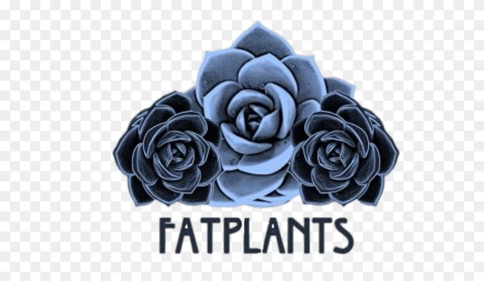 Fatplants Logo, Flower, Plant, Rose, Art Png