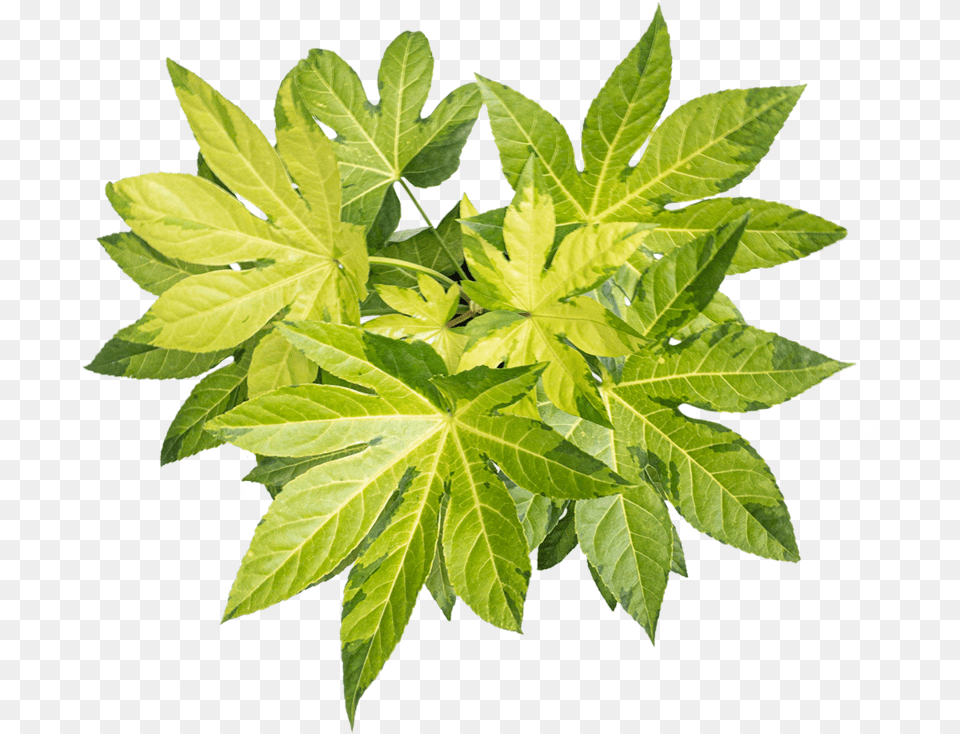 Fatsia Care Maple Leaf, Plant, Tree, Hemp Free Transparent Png