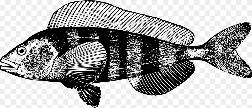 Fauna Fish Tilapia Apsilus Dentatus, Gray Free Png Download