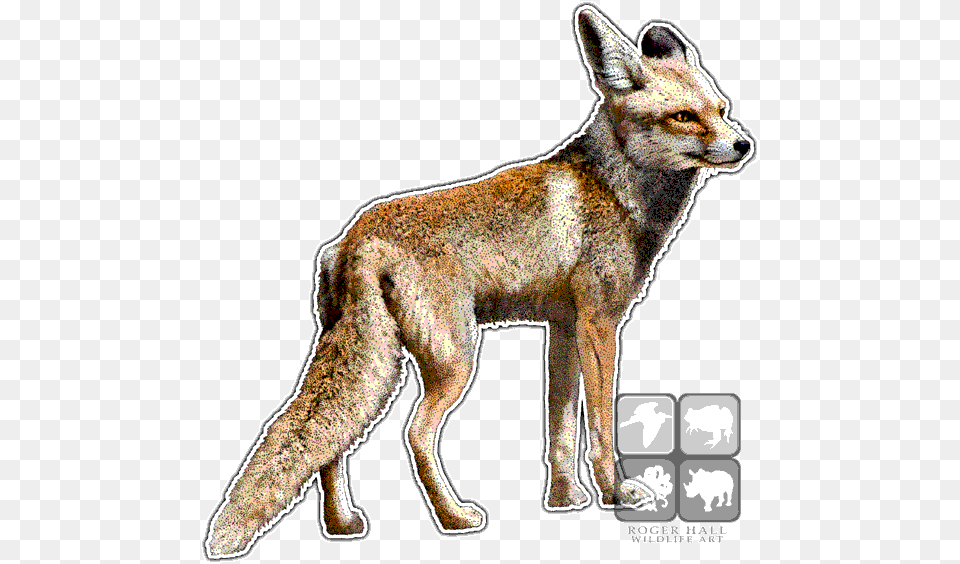 Fauna Of Arabian Peninsula, Animal, Canine, Fox, Kit Fox Free Png Download