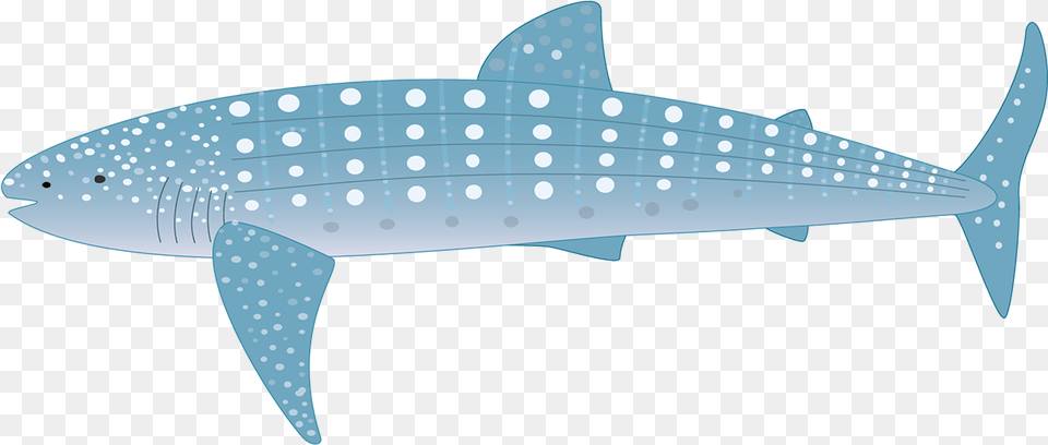 Fauna Of The Pelagic Zone Whale Shark Animated, Animal, Sea Life, Fish Png