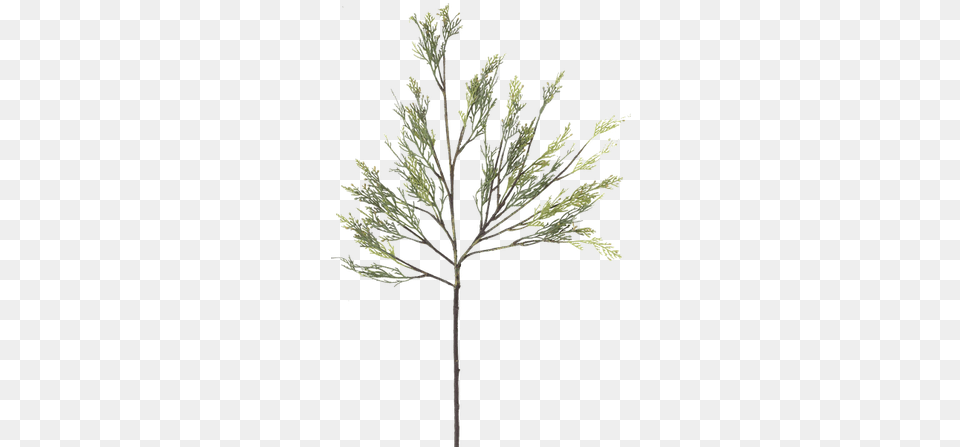 Faux Cypress Branch Pond Pine, Plant, Tree, Grass, Leaf Png Image