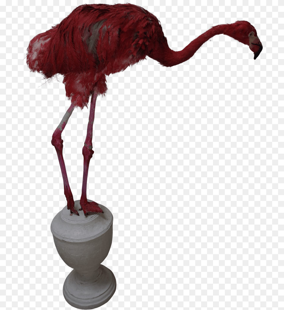 Faux Pink Flamingo Turkey, Animal, Bird, Beak Free Png Download