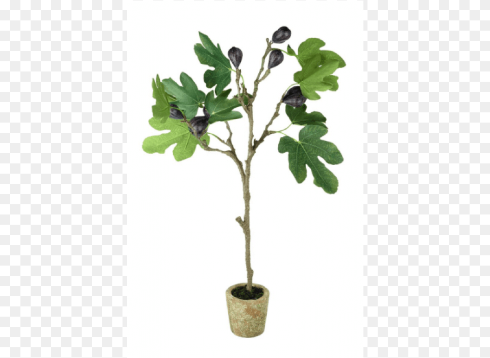 Faux Potted Fig Tree Fig Tree, Leaf, Plant, Potted Plant, Food Free Png Download