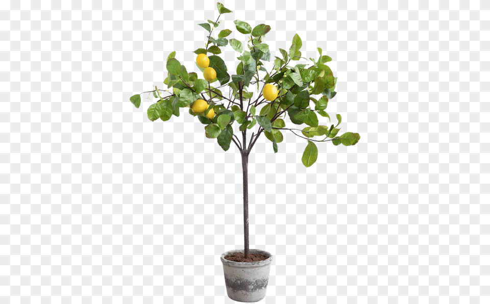 Faux Potted Lemon Tree Potted Lemon Tree Painting, Citrus Fruit, Food, Fruit, Plant Free Transparent Png