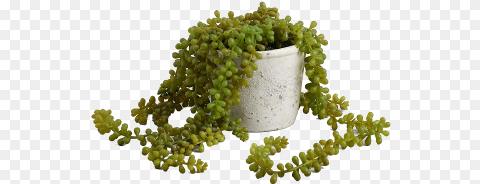 Faux String Of Pearls Plant In Textured Pot Atring Of Pearls Plant, Food, Fruit, Grapes, Produce Png