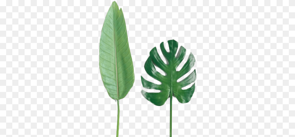 Faux Tropical Leaf Stems Set Of 2 Bird Of Paradise Leaf, Plant, Animal, Fish, Flower Free Png