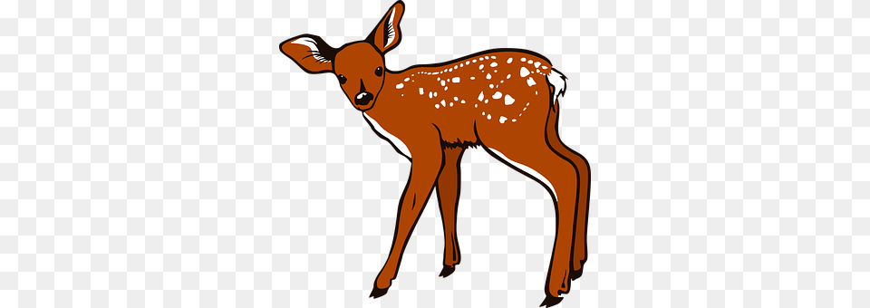 Fawn Animal, Deer, Mammal, Wildlife Free Png Download