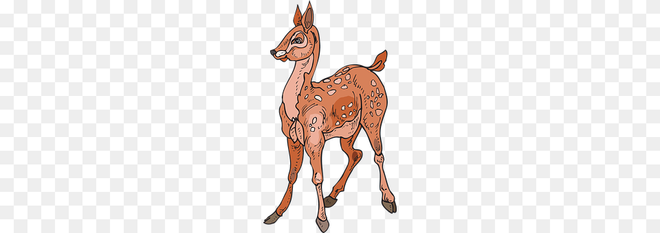 Fawn Animal, Deer, Mammal, Wildlife Png Image