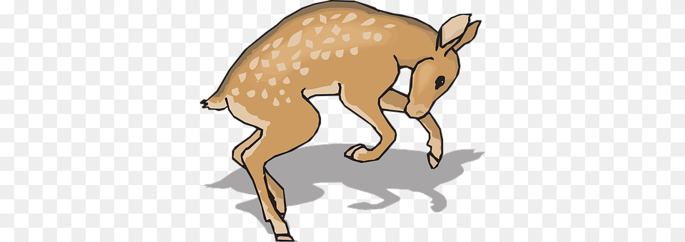 Fawn Animal, Mammal, Wildlife, Deer Png