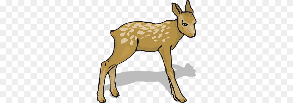 Fawn Animal, Deer, Mammal, Wildlife Free Png