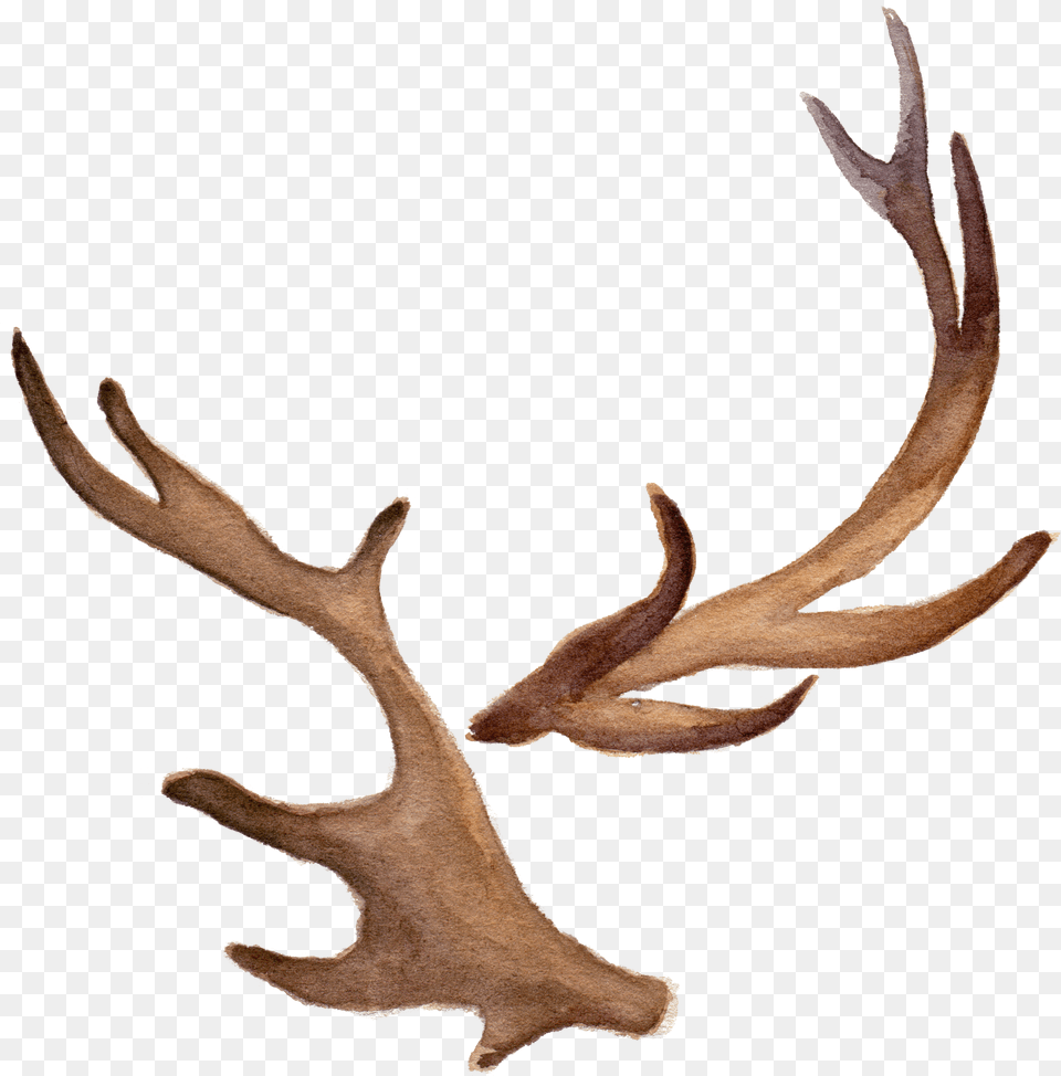 Fawn Antlers Watercolor Deer Antlers Png