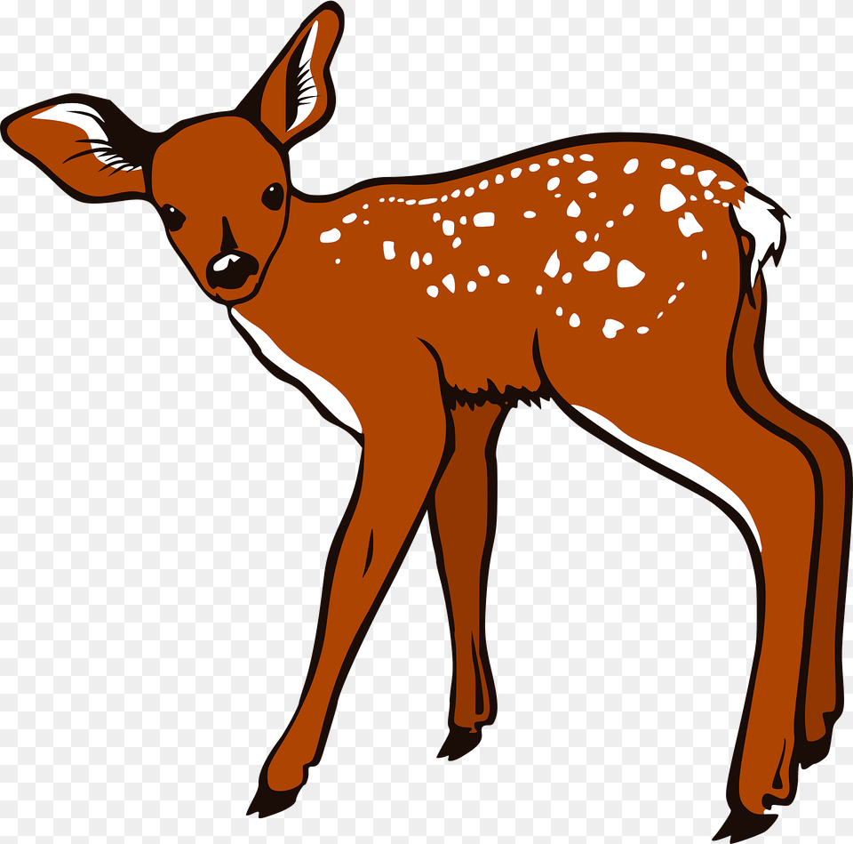 Fawn Clipart, Animal, Deer, Mammal, Wildlife Free Png